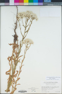 Pseudognaphalium californicum image