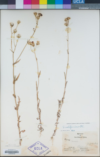 Senecio californicus image