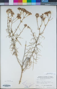 Senecio flaccidus var. douglasii image