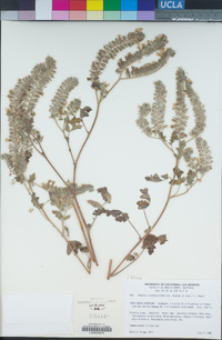 Phacelia cicutaria image