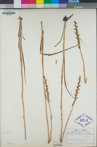 Spiranthes praecox image