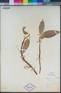 Persicaria amphibia image