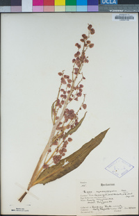 Rumex hymenosepalus image