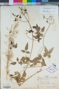 Clematis ligusticifolia image