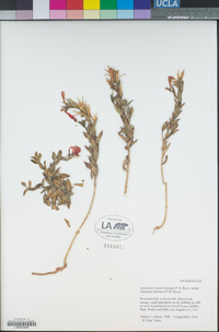 Epilobium canum subsp. latifolium image