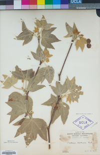 Platanus racemosa image