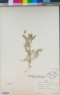 Allophyllum glutinosum image