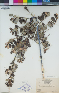 Ceanothus crassifolius image