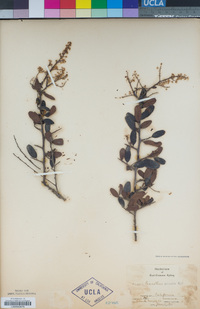 Ceanothus spinosus image
