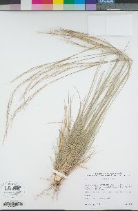 Stipa lepida image