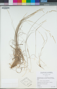 Poa secunda subsp. secunda image