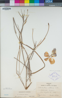 Calochortus catalinae image