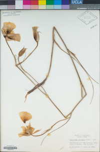 Calochortus plummerae image