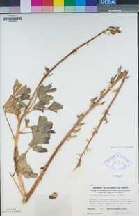 Lupinus succulentus image