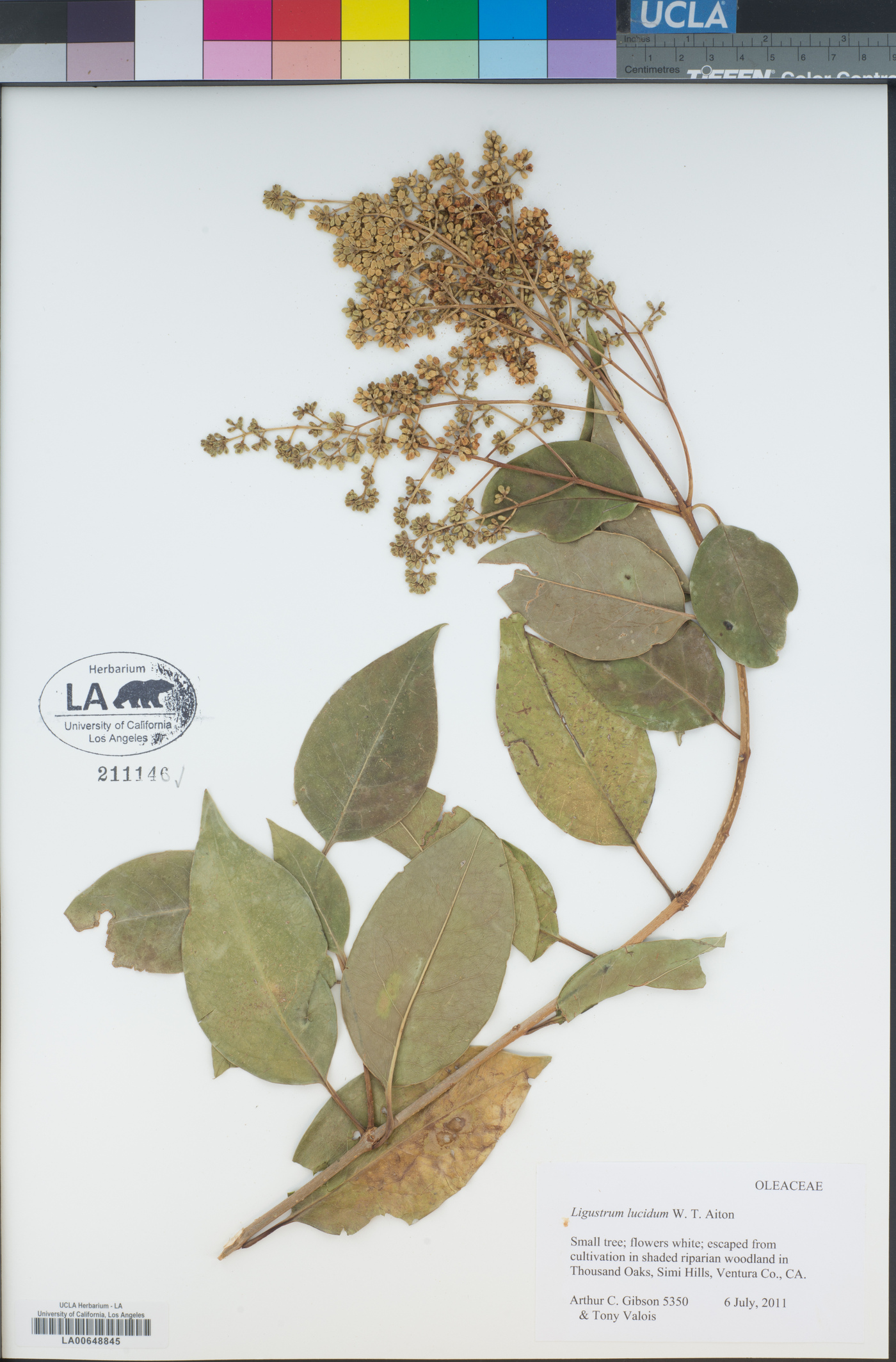 Ligustrum lucidum image