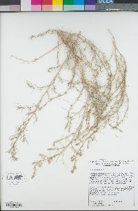 Salsola tragus image