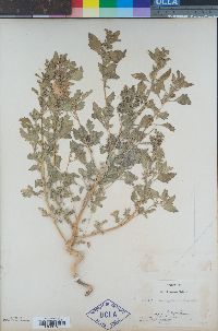 Chenopodium murale image