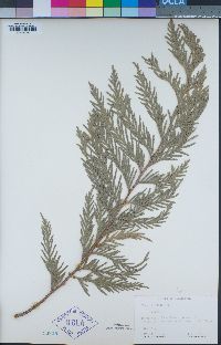 Thuja plicata image