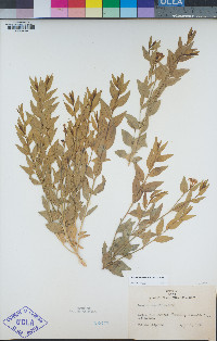 Amsonia tomentosa image