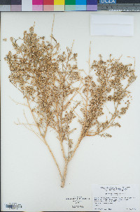 Ambrosia salsola var. salsola image