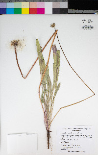 Agoseris grandiflora image