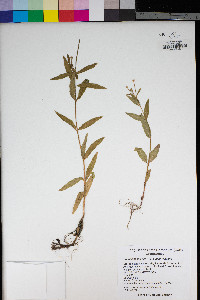 Epilobium ciliatum subsp. ciliatum image