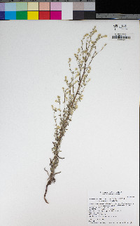 Cryptantha muricata image