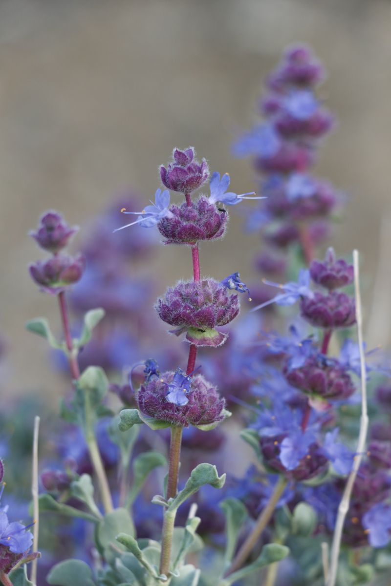 Salvia dorrii image