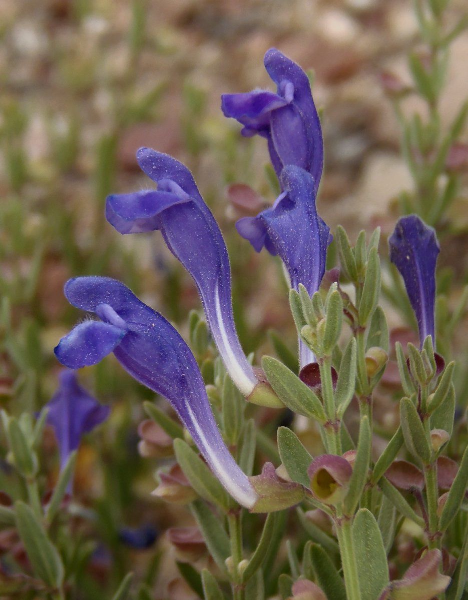 Scutellaria siphocampyloides image