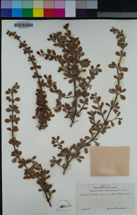 Ceanothus fresnensis image