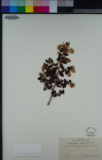 Ceanothus oliganthus image