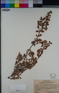 Ceanothus prostratus image