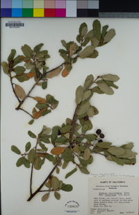 Frangula californica subsp. cuspidata image