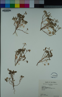 Oxalis corniculata image