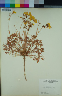 Oxalis pes-caprae image