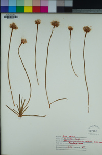 Armeria maritima image