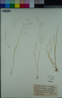 Agrostis elliottiana image