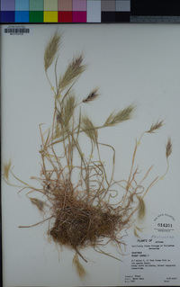 Bromus rubens image