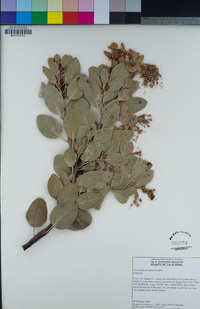 Arctostaphylos glauca image