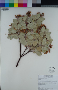 Arctostaphylos glauca image