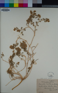 Dalea mollis image