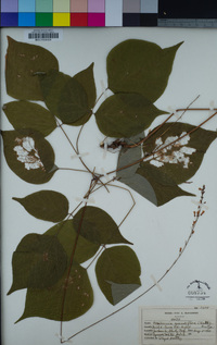 Magnolia grandiflora image