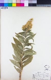 Solidago elongata image