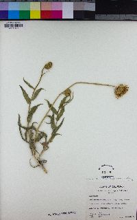 Xylorhiza tortifolia var. tortifolia image