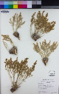 Scopulophila rixfordii image