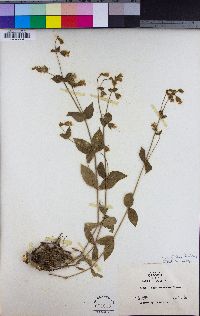 Silene campanulata image