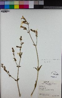 Silene latifolia image