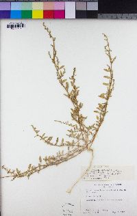 Chenopodium carnosulum image