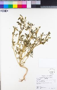 Cleomella sparsifolia image