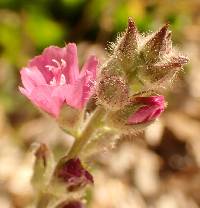 Image of Sidalcea ranunculacea